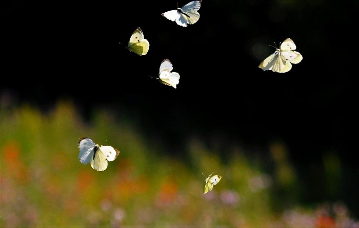 papillons voltige© Mathieu Leduc