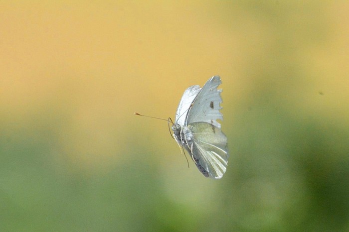papillon en vol© photographe Mathieu Leduc