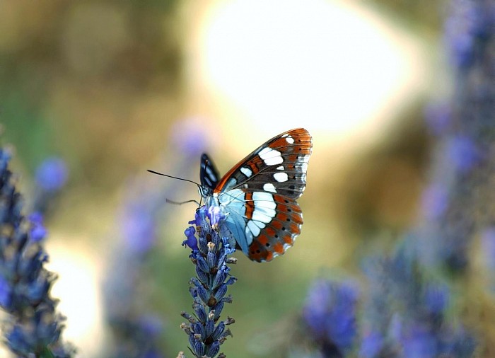 papillon© photographe Mathieu Leduc