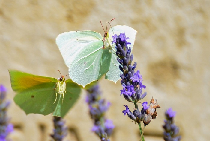 Couple papillon© photographe Mathieu Leduc