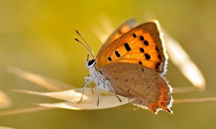 Papillon© photograph Mathieu Leduc