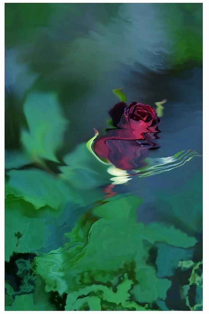 la rose dans l'étang © photograph Mathieu Leduc