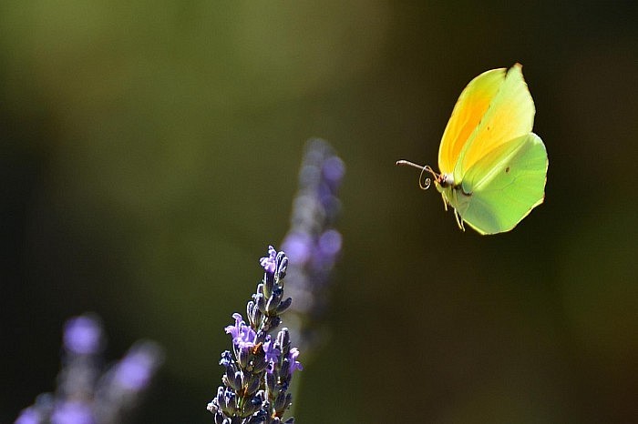 Papillon © photograph Mathieu Leduc