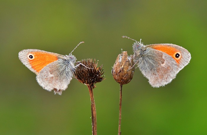 Couple papillon