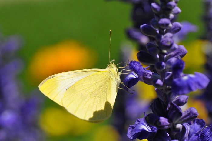 Papillon © photograph Mathieu Leduc