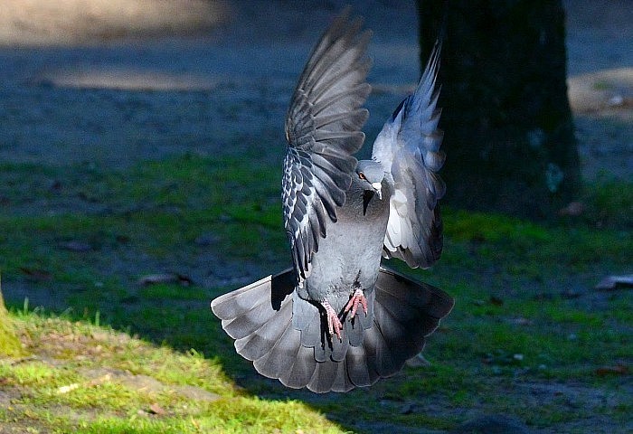 Pigeon© photographe Mathieu Leduc