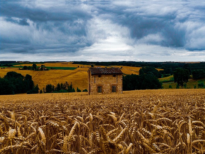 champs de blé© Mathieu Leduc