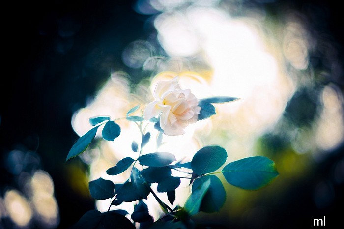 Rose dans les délices d'un matin© Mathieu Leduc