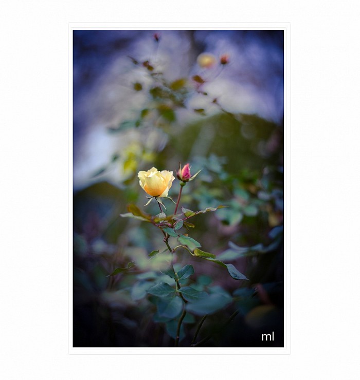 Rose © Mathieu Leduc